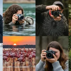AI foto: Vildmark, djur och spindelnät fångas av fotografer i olika miljöer. En varg i snön, flamingos vid solnedgången, en utter och en apa.