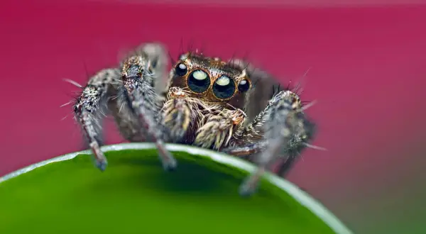 En hoppspindel med sina stora ögon, en närbild som visar vad betyder makro.