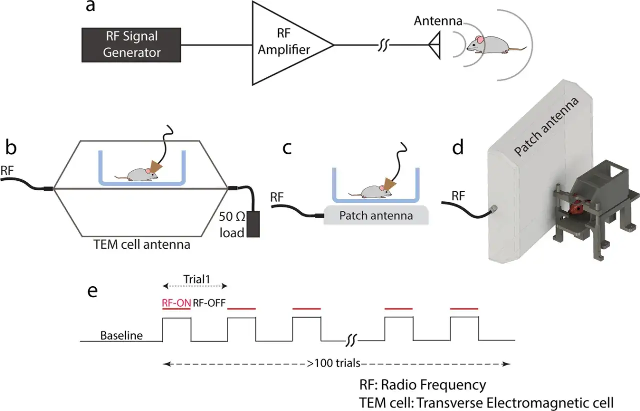 Schemat visar olika metoder för att utsätta möss för RF-strålning. Vad betyder RF? Det står för Radio Frequency, alltså radiofrekvens.
