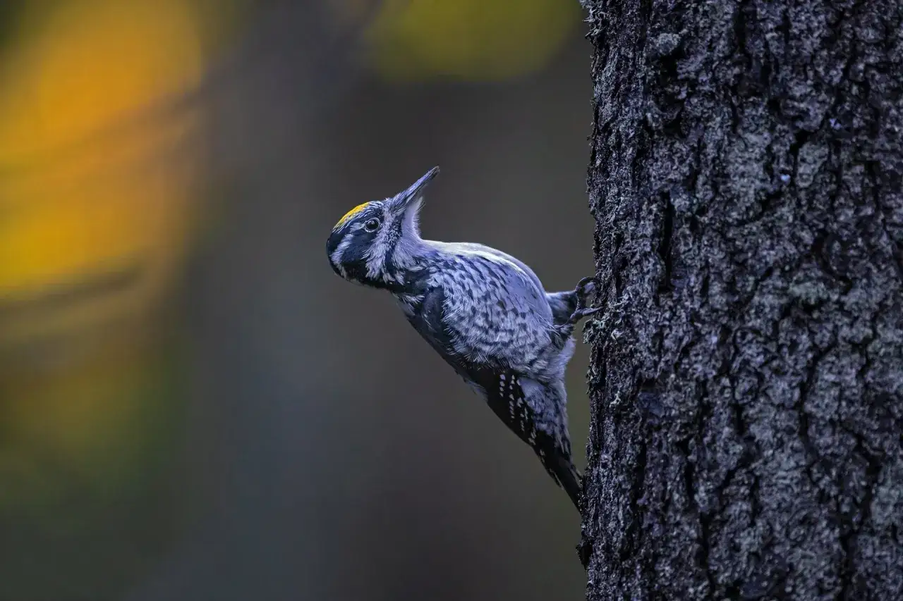 En naturfotograf fångade en hackspett med gul hjässa som klättrar på en barkig trädstam.