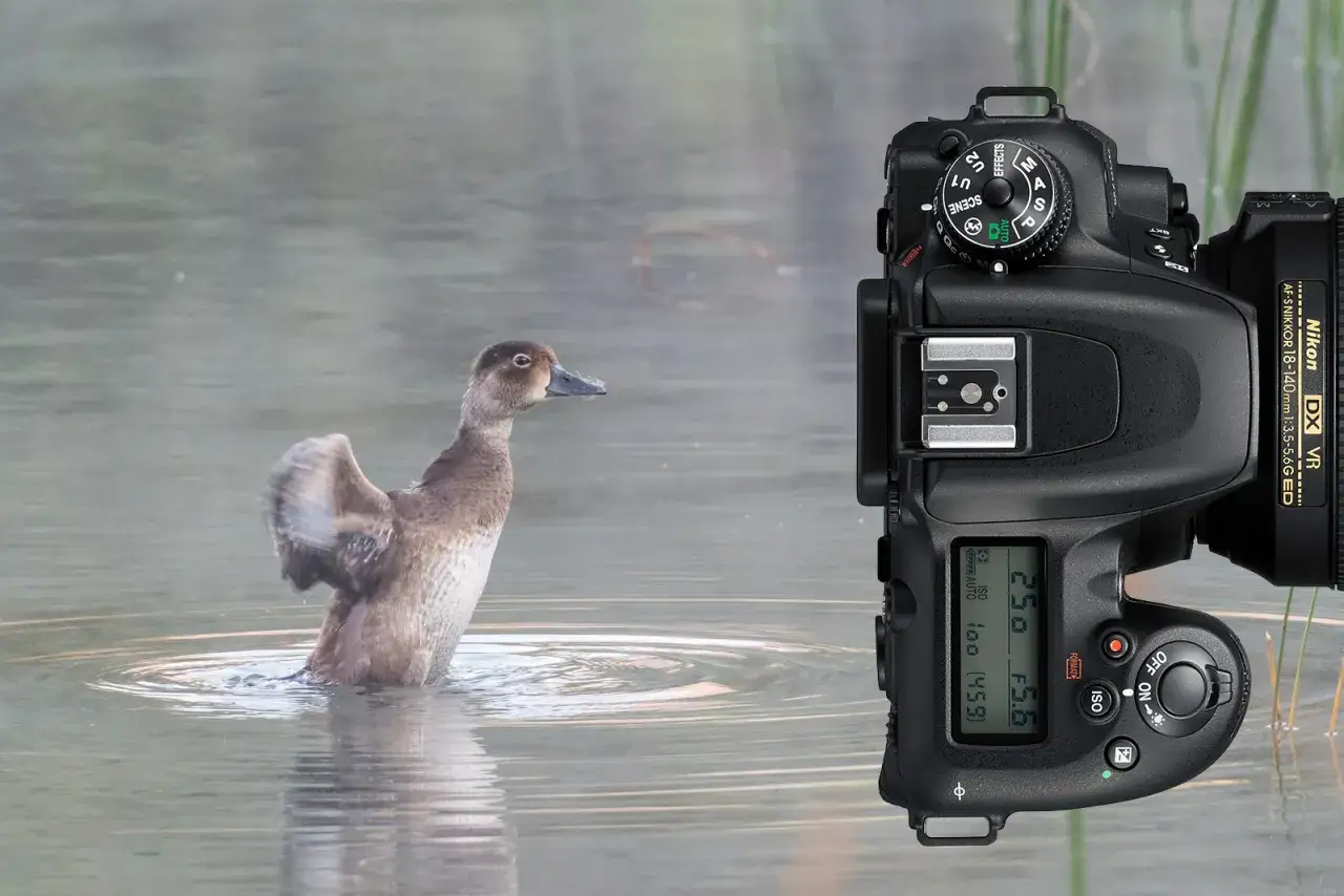 En and som flaxar med vingarna i vatten, bredvid en Nikon D7500 som är redo för ett test.