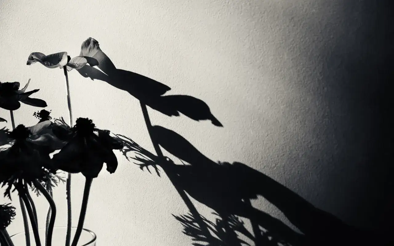 Blommor och deras dramatiska skuggor p&aring; en v&auml;gg. Bilden visar vad betyder kontrast genom ljus och m&ouml;rker.