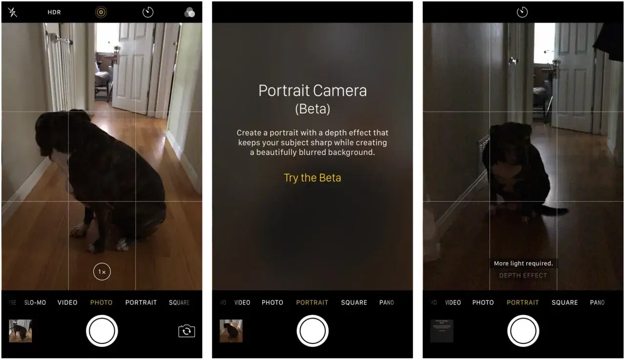 iPhone-kameran porträttläge skapar en fin blurra bilder iphone med skarp hund i förgrunden.