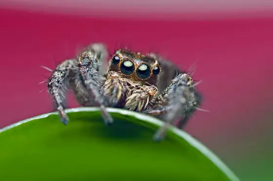 Vad betyder makro i foto? Din guide till skarpa detaljer