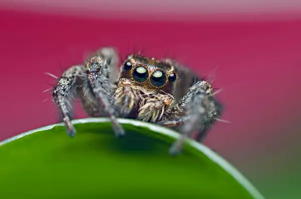 En hoppspindel med sina stora ögon, en närbild som visar vad betyder makro.